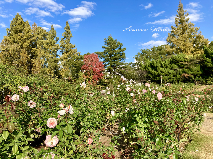 奥が山エリア、手前は里山エリア　靱公園（Utsubo Park）