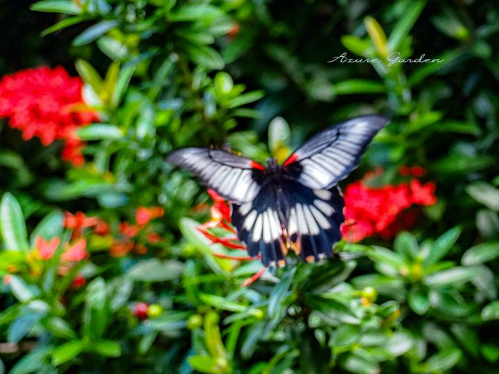 ナガサキアゲハ（Papilio memnon
