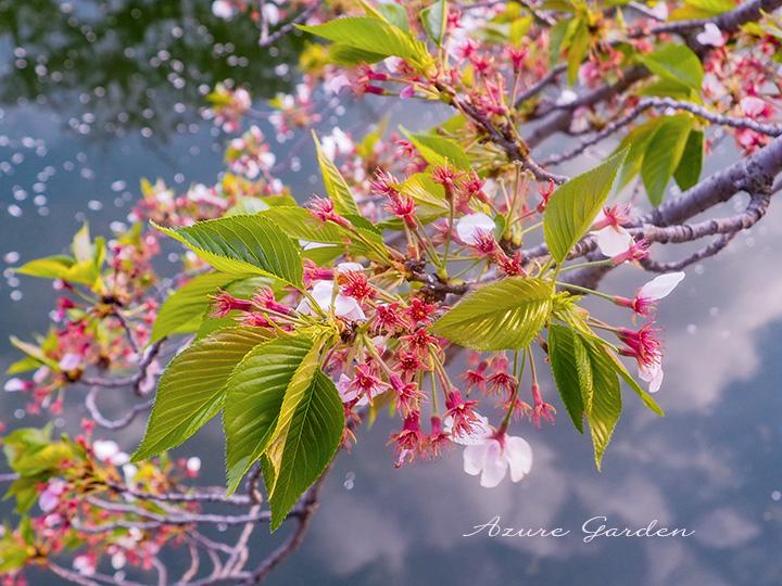 ソメイヨシノ - 葉桜の様子