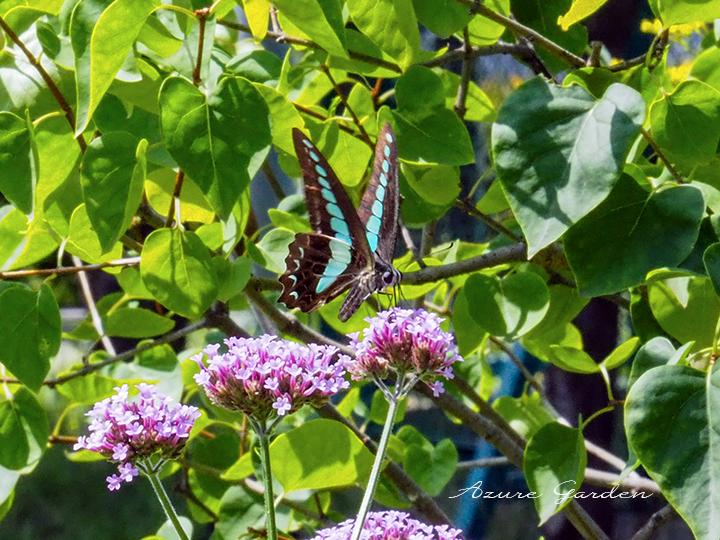 アオスジアゲハ（Green-banded swallowtail）