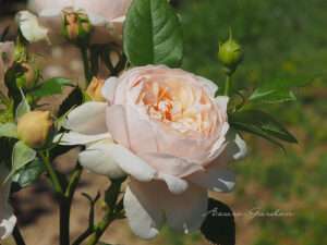 アンブリッジローズ（Ambridge Rose）