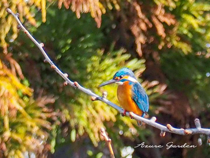 カワセミ（Kingfisher）