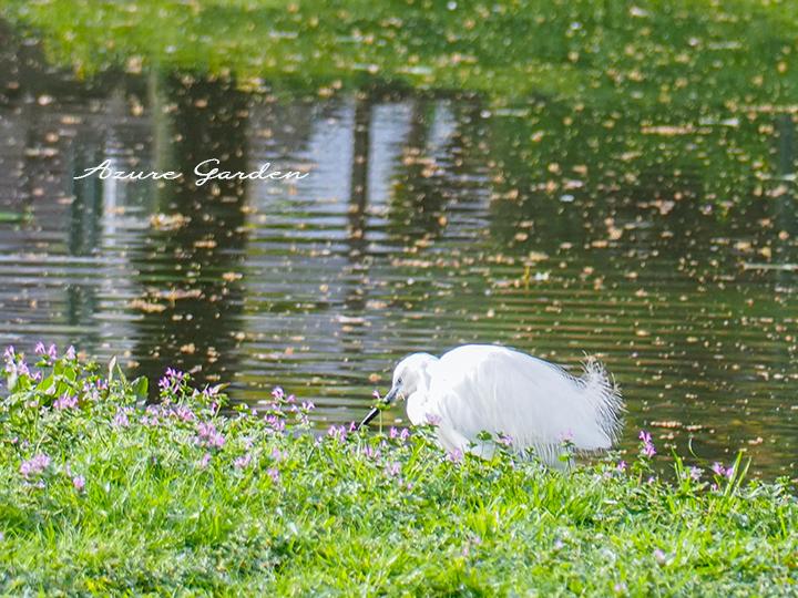 コサギ（Little egret）