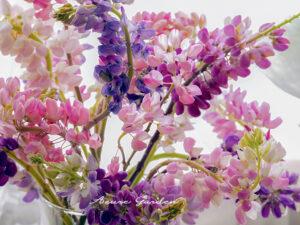 ルピナスの切花（Lupines）