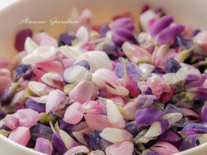 ルピナスの花（Lupines）