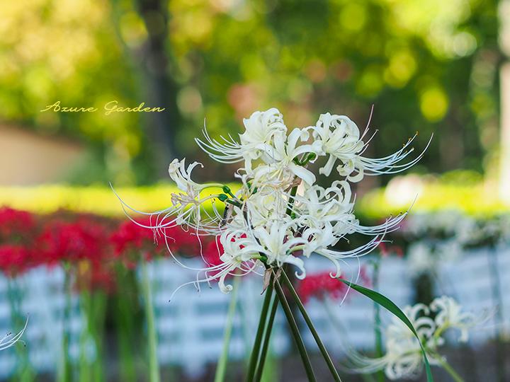 シロバナマンシュシャゲ（White Spider lily）