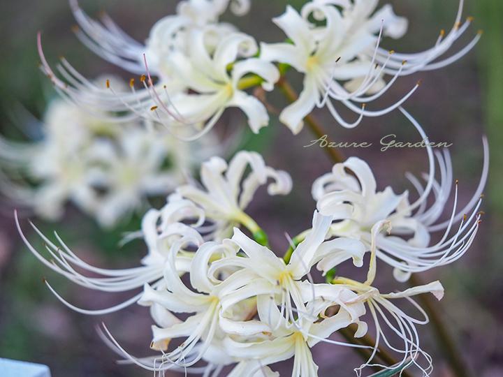 シロバナマンジュシャゲ（White Spider lily）