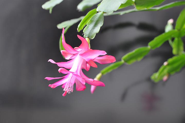 Decembrist cactus has beautiful pink flowers. Decorative pink Decembrist flower on a black background