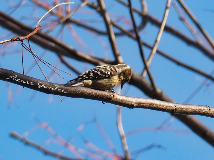 コゲラ（Japanese pigmy woodpecker）
