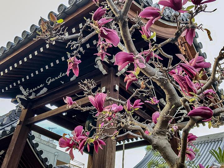 寺の庭に咲くシモクレン（紫木蓮）