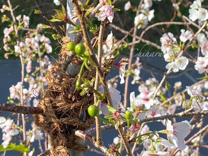 接木して増やされているクメノサクラ（久米の桜）と蕾の様子