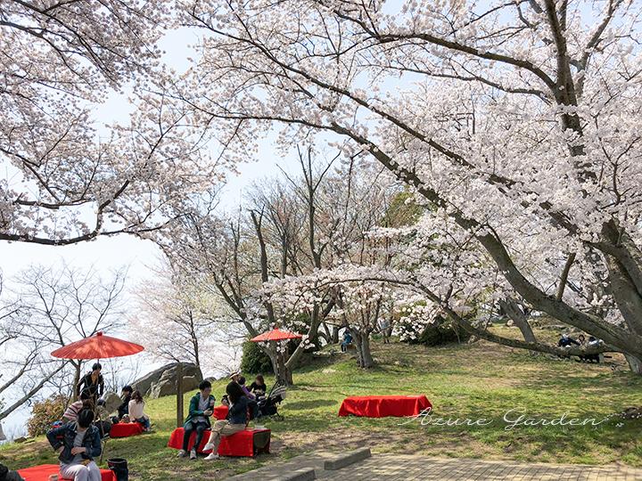 香川県の桜の名所「紫雲出山（しうでやま）」 2018.4 訪問