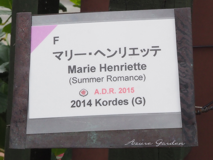 マリー・ヘンリエッテ（Marie Henriette）