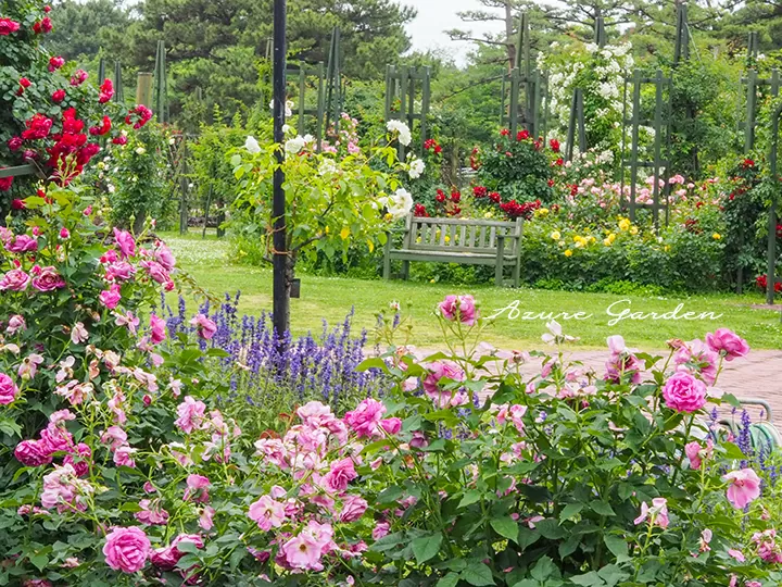 浜寺公園のバラ園