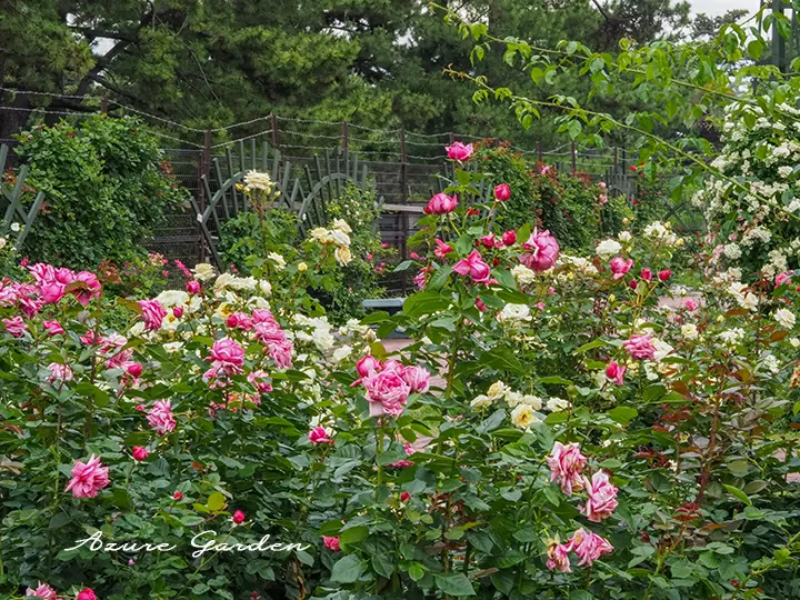 浜寺公園のばら庭園 「まちの景」を囲むように設置された扇型のスクリーン