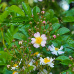 ツクシイバラ（Rosa multiflora var.adenochaeta)