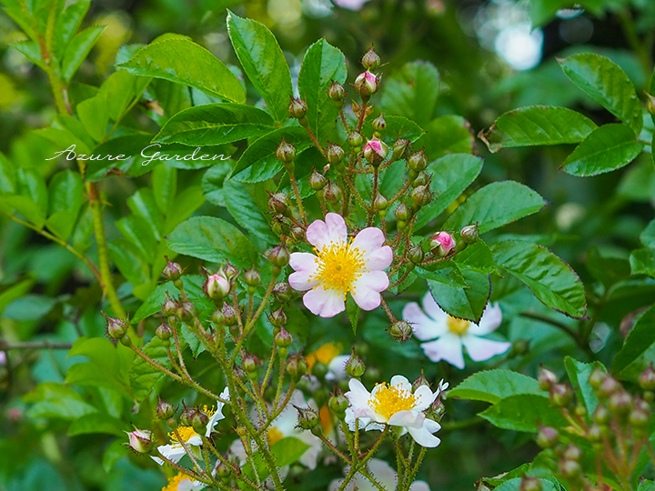 ツクシイバラ（Rosa multiflora var.adenochaeta)