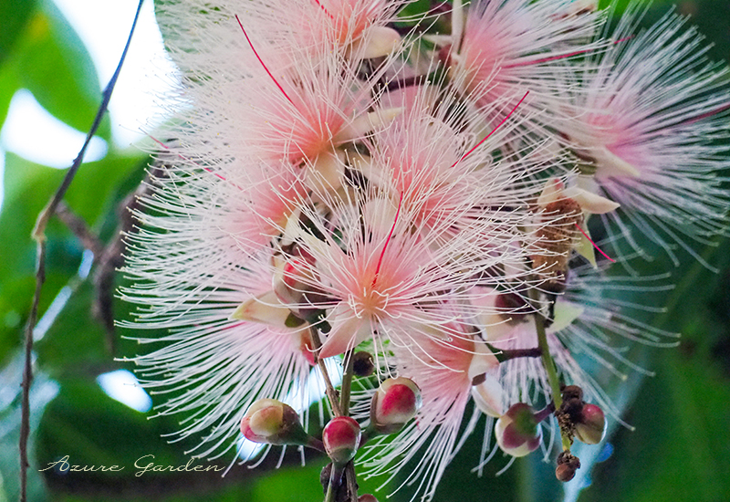 サガリバナ（barringtonia racemosa）