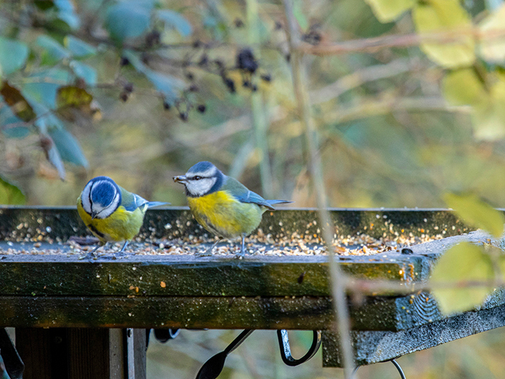 bird feed table
