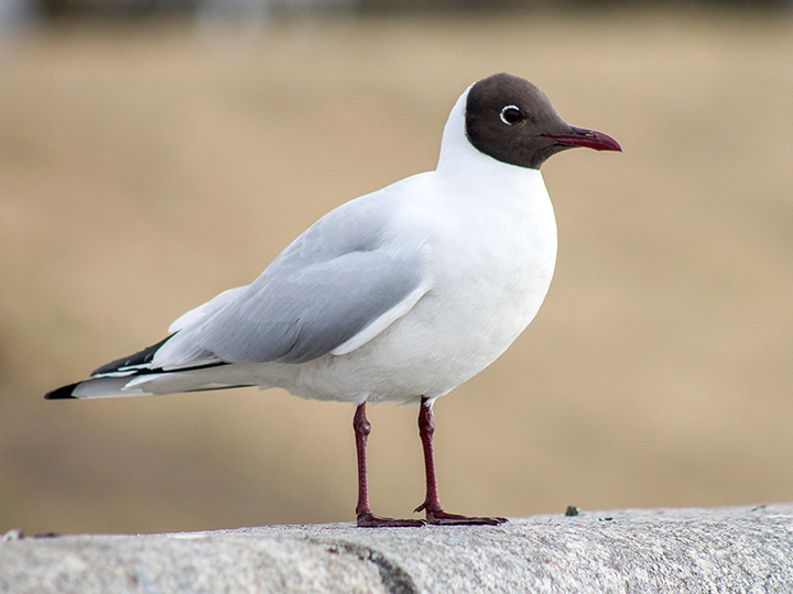 夏羽のユリカモメ（black-headed gull）