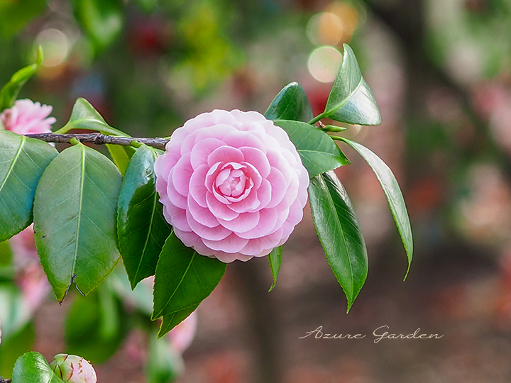 オトメツバキ（Camellia）