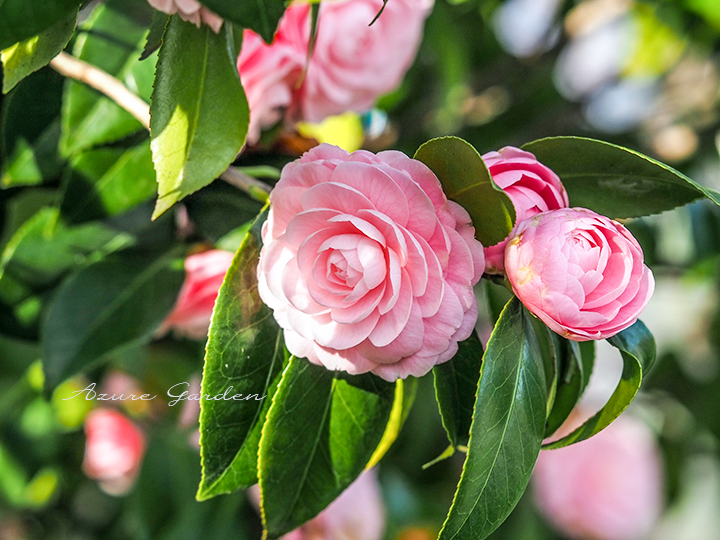 オトメツバキ（Camellia Otome）