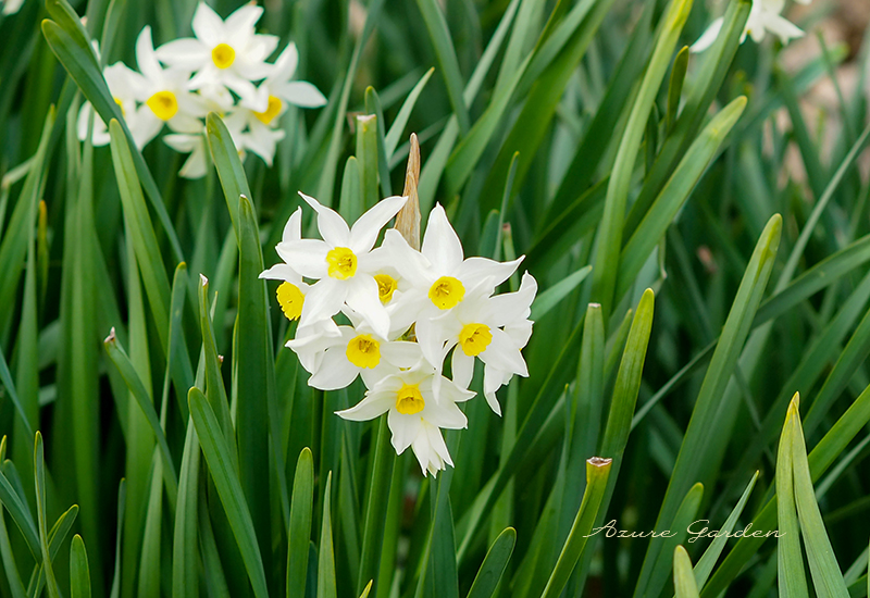 スイセン（ Daffodil）