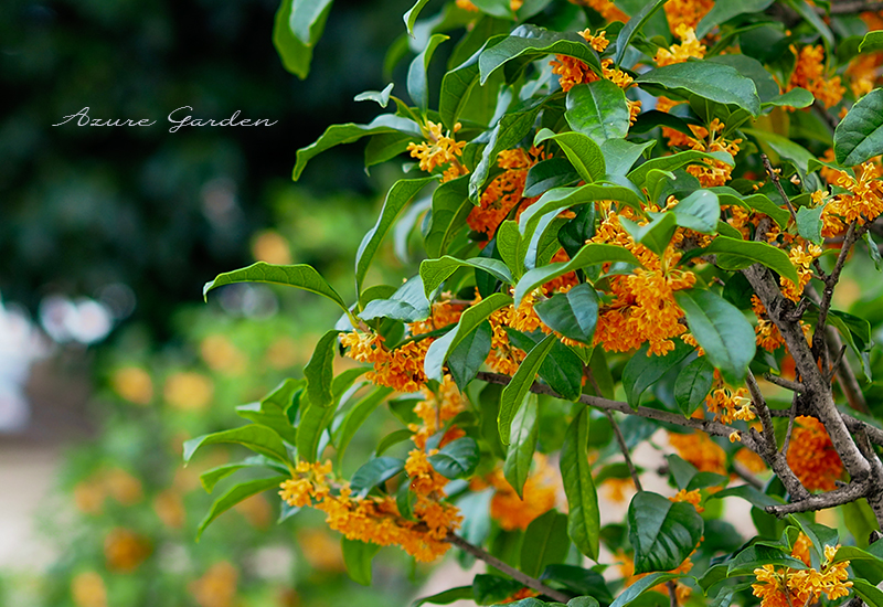 キンモクセイ（fragrant orange-colored olive）