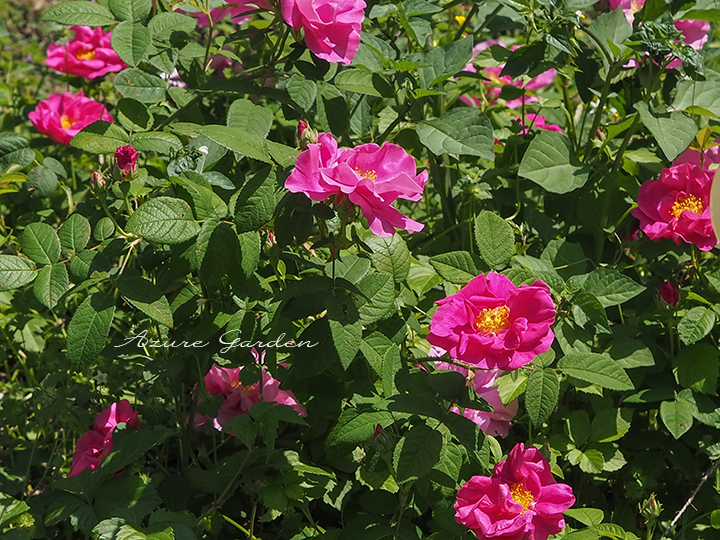 ロサ ガリカ オフィキナリス （Rosa gallica officinalis）