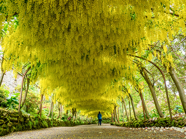キングサリのトンネル（Arch of Yellow Viburnum flowers - Bodnant Garden, Wales）