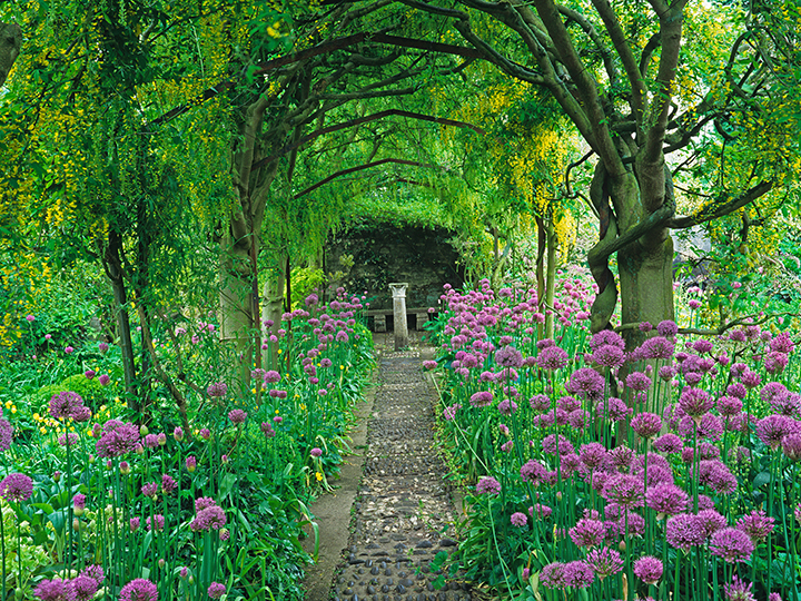 キングサリのトンネル（A Laburnum arch and flower borders of Allium giganteum in a country house garden）