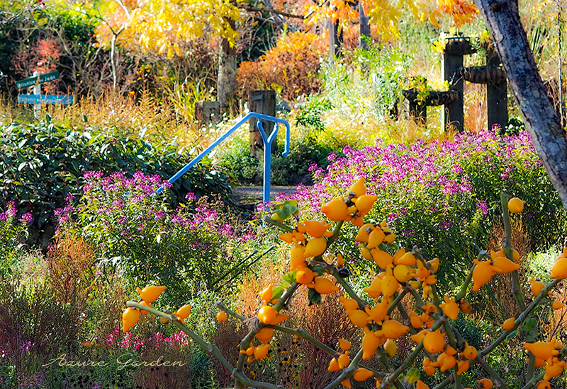 秋色のプロヴァンスゲート@ガーデンミュージアム比叡（Garden Museum Hiei - Province Entrance）