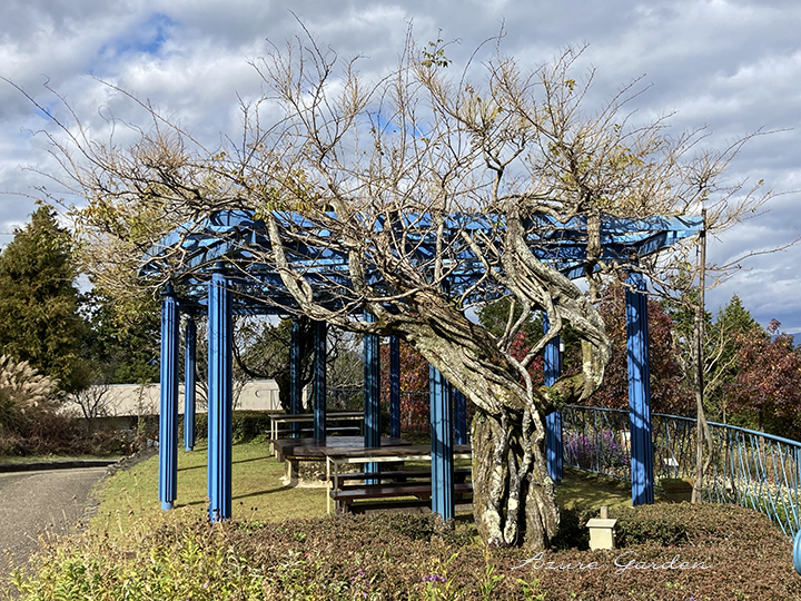 冬支度をする力強い藤棚@ガーデンミュージアム比叡