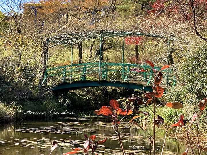 モネの庭 - 太鼓橋と藤