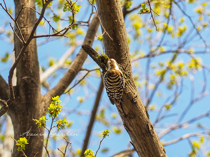 新緑と垂直体勢で木を突くコゲラ（Japanese pigmy woodpecker）
