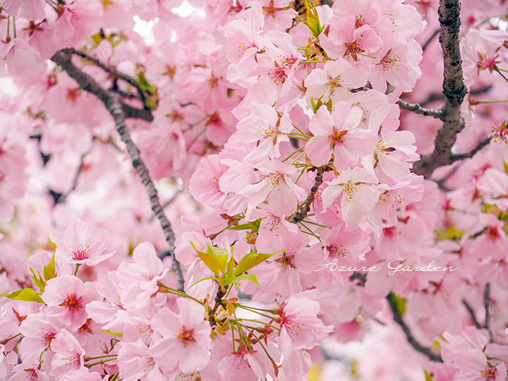 カワヅザクラ（Kawazu Cherry Blossoms）