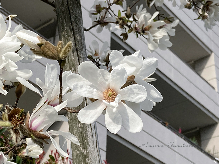シデコブシ（Kobushi magnolia）