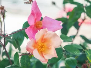 ムタビリス(Mutabilis)