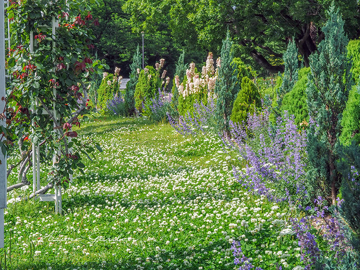 長居植物園 - バラ園（Nagai Botanical Garden - Rose Garden）