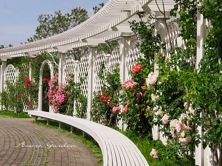 長居植物園 - バラ園（Nagai Botanical Garden - Rose Garden）