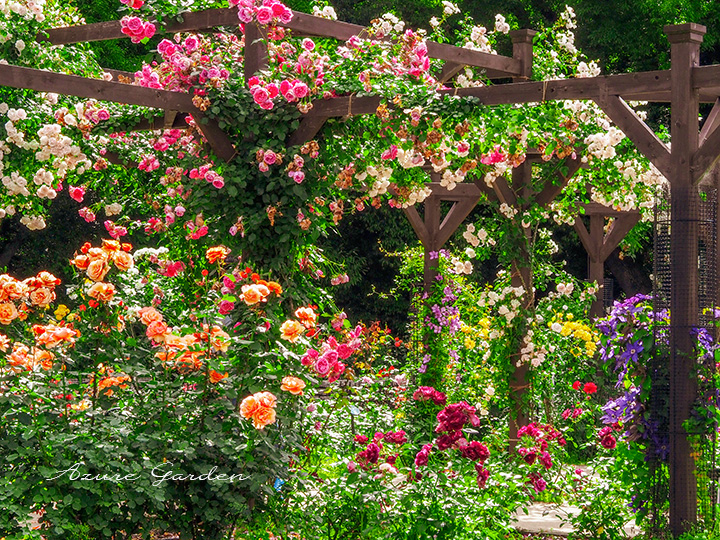 長居植物園バラ園（Nagai Botanical Park Rose Garden）