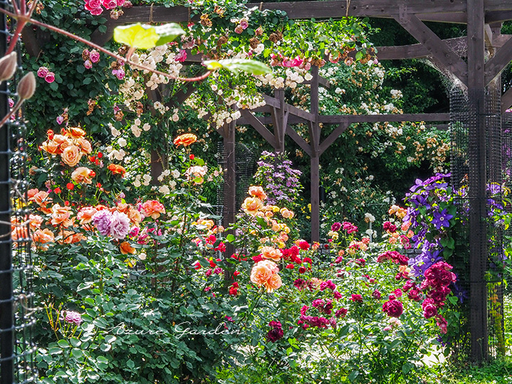 長居植物園バラ園（Nagai Botanical Garden - Rose Garden）
