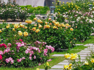 中之島バラ園のバッチワーク花壇（Patchwork Garden @ Nakanoshima Rose Garden）