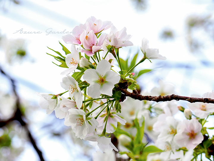 オオシマザクラ（Oshima cherry tree）