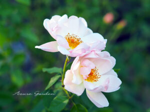 ピーチブロッサム（Peach Blossom）
