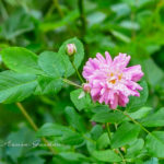 ロサ　ムルティフローラ ｐラティフィラ（Rosa multiflora platyphylla）
