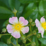 ツクシイバラ（Rosa multiflora adenochaeta）