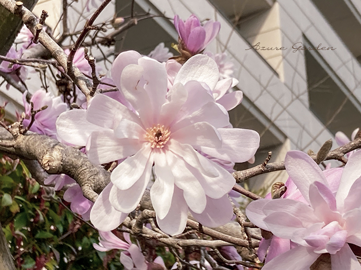 ヒメコブシ（star magnolia）