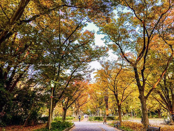 秋の靭公園　欅並木