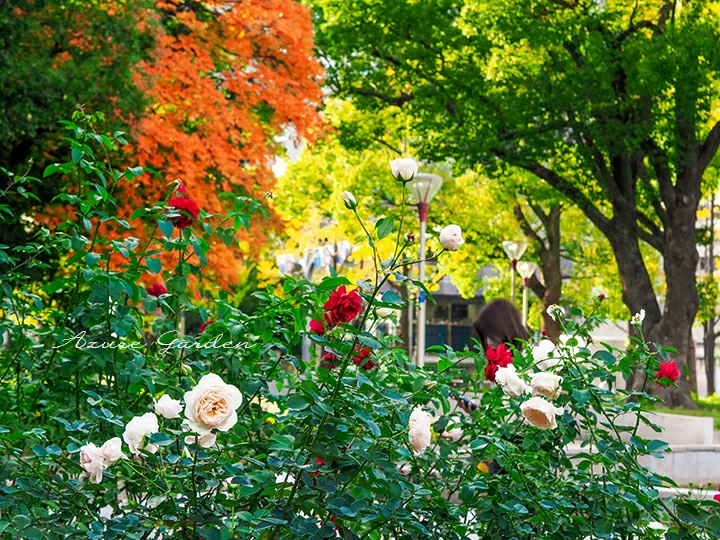 靱公園（Utsubo Park）